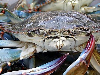 Blue Crab
