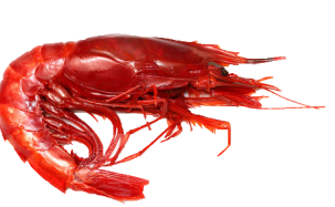 Carabineros Shrimp