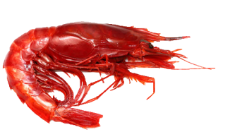 Carabineros Shrimp