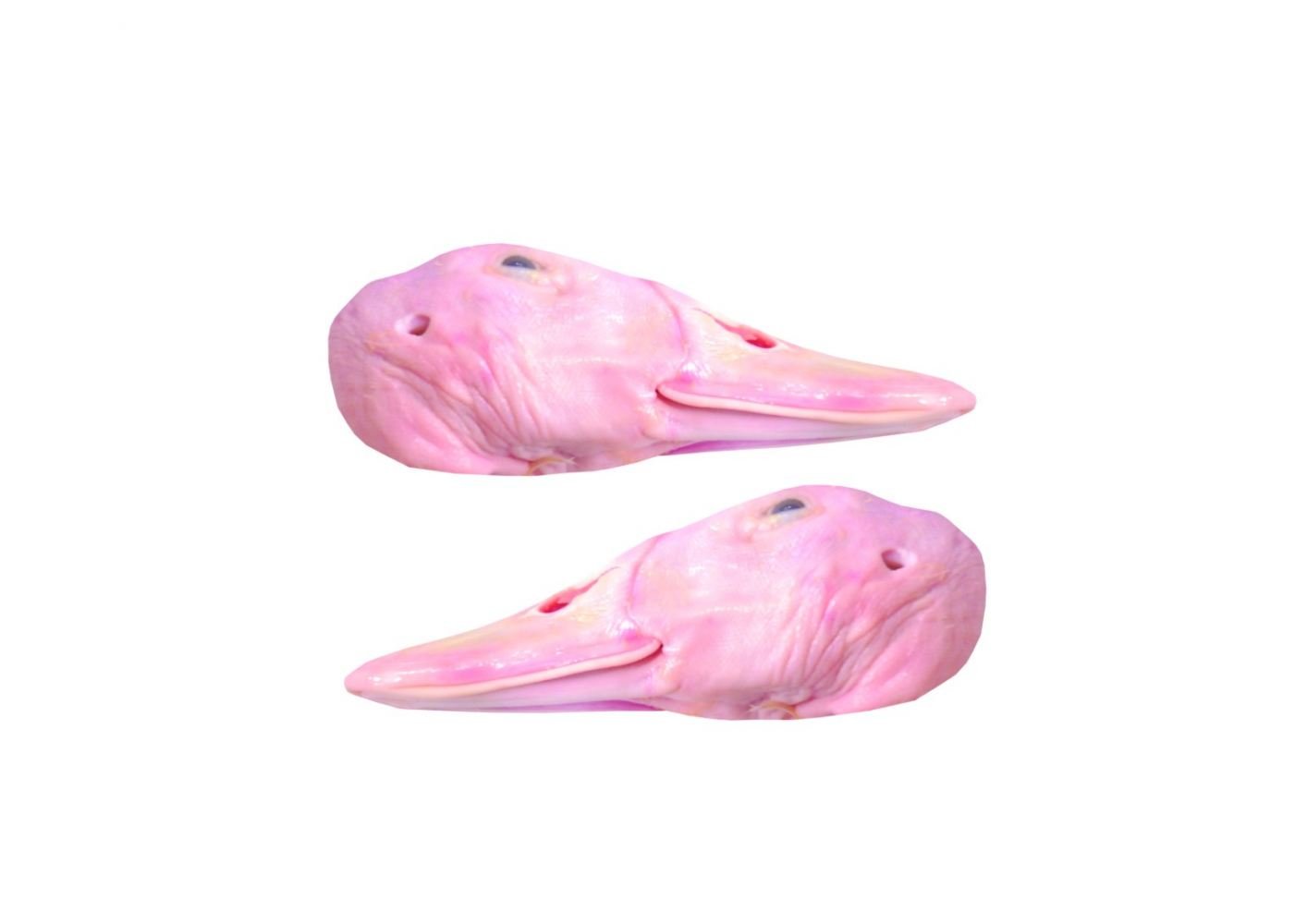 Duck Head